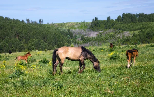 Atlar ve Tay Hills arka planda yeşil çimenlerin üzerinde otlatmak — Stok fotoğraf