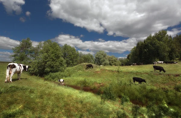 Koeien grazen op gras kleine rivier en het bos zal — Stockfoto