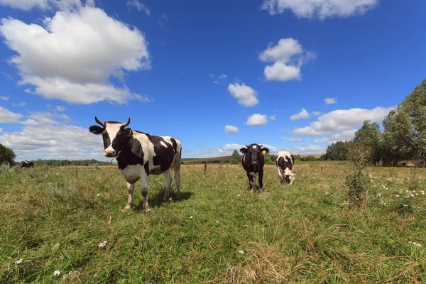 Tres vacas jóvenes en la hierba verde con árboles y nubes verano — Foto de Stock