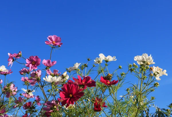 Kosmeya colorful flowers on a background of blue sky — Stock Photo, Image