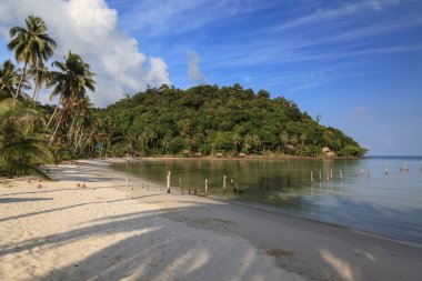 Palmiye ağaçları ve yeşillik ile tropikal bir plaj sabahı