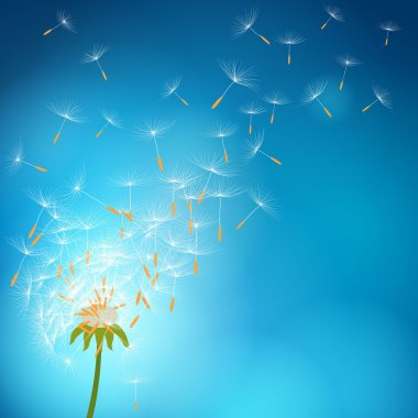 Tohumları rüzgar ile uçan ile abartılı karahindiba - vektör