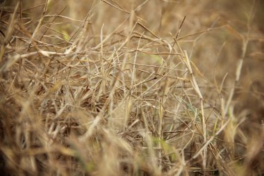 Bir çayırda soyut kuru ot
