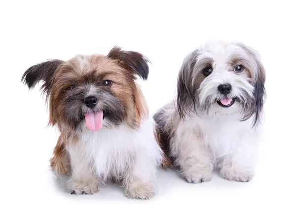 Bonitos cachorros casal sorrindo e sentado no chão — Fotografia de Stock