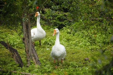 Yeşiller içinde beyaz kaz