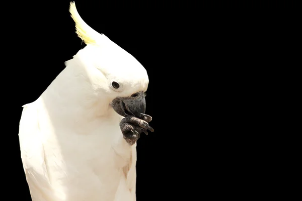 블랙에 고립 된 앵무새 — 스톡 사진