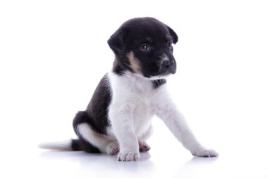 Sevimli köpek yavrusu üzgün görünüyor