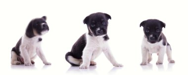 sevimli köpek 3 pozlar