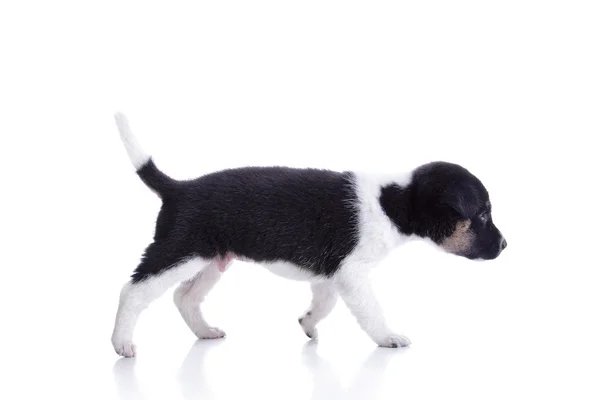 Cute puppy walk — Stock Photo, Image
