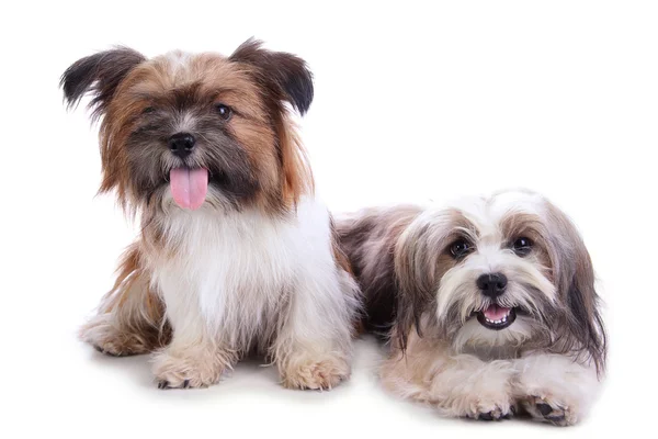 Dois filhotes felizes posando — Fotografia de Stock