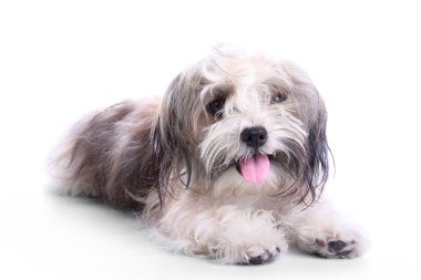Kirli mutlu köpek yavrusu