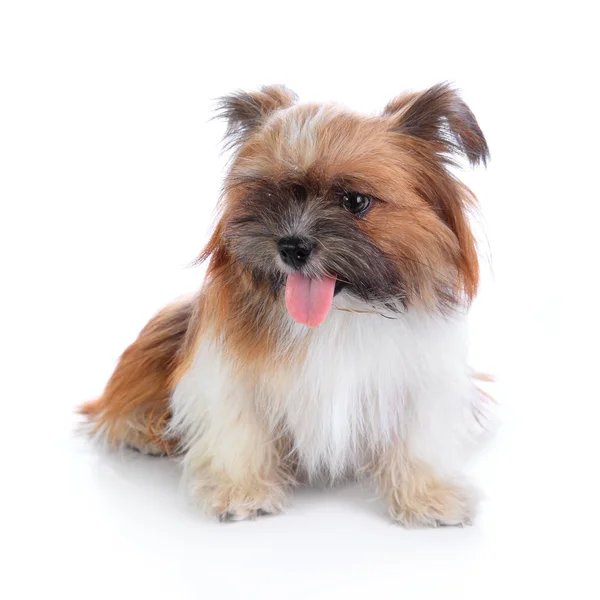 Shih tzu puppy sitting — Stock Photo, Image