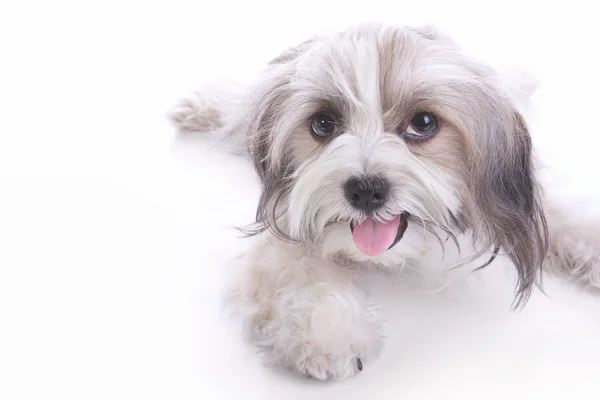 Happy puppy laying down — Stock Photo, Image