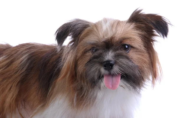 Puppy smiles at camera — Stock Photo, Image