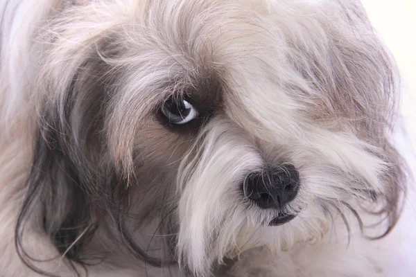 Emo style dog — Stock Photo, Image