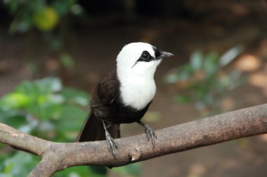 Bir ağaç üzerinde şirin kuş