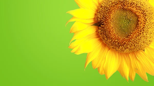 Girasol sobre fondo verde — Foto de Stock