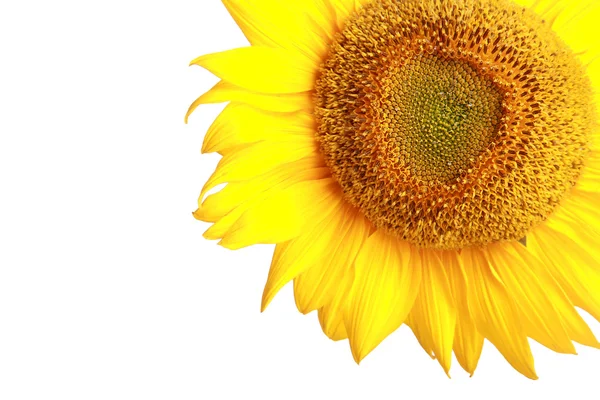 Girasol de cerca sobre blanco — Foto de Stock