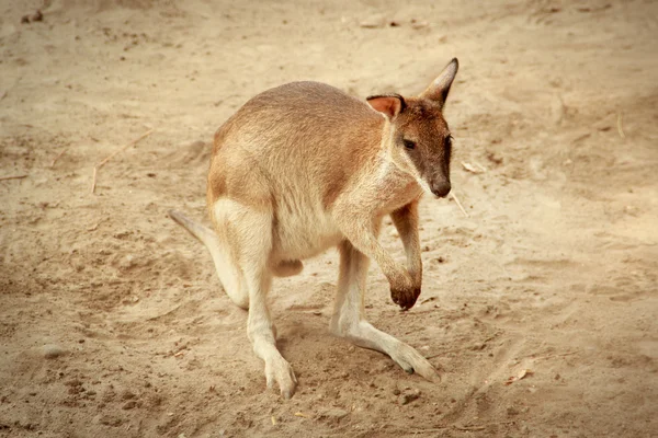 A wallaby in a sands — Stock Photo, Image