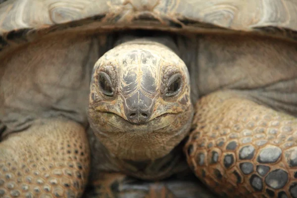 Tortuga gigante de Aldabra — Foto de Stock