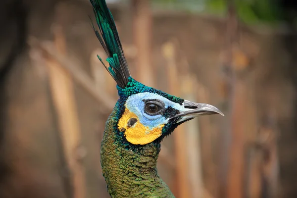 Perfil de la cara lateral del pavo real — Foto de Stock