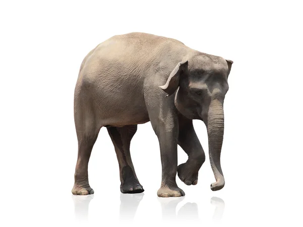 Baby elephant isolated — Stock Photo, Image