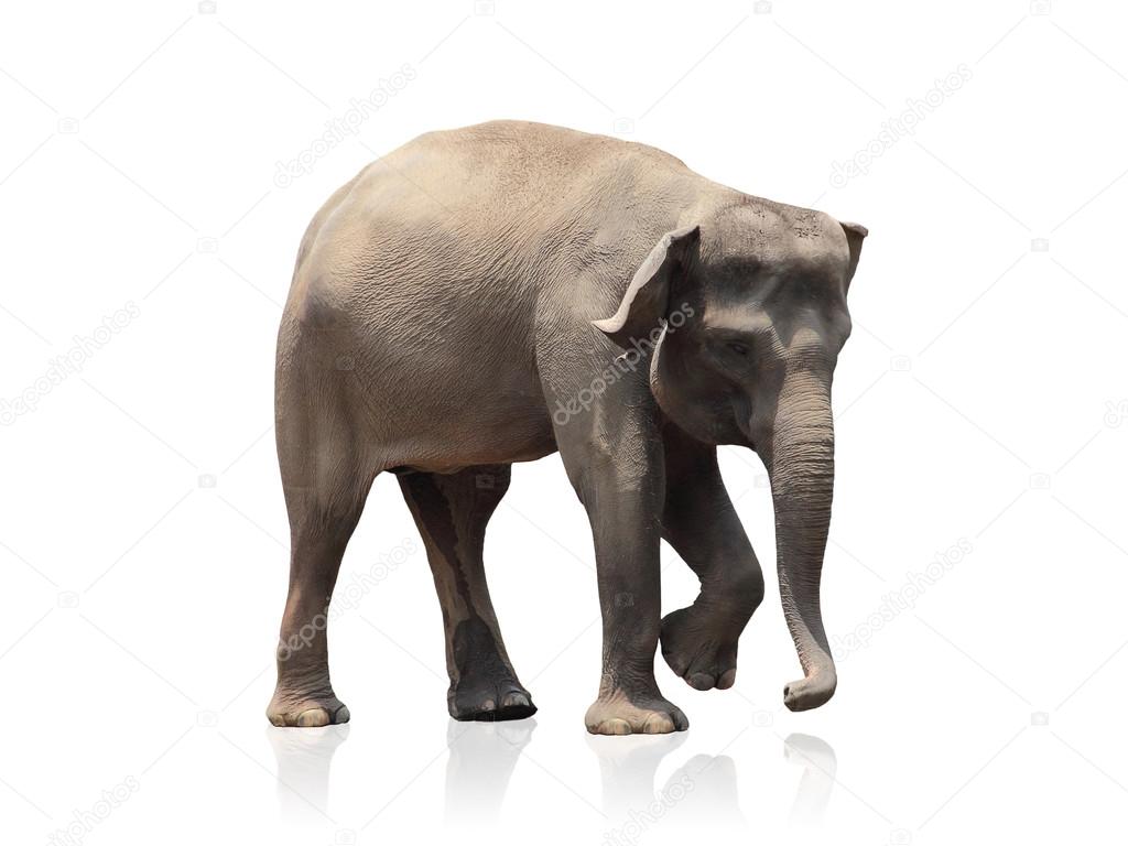 Baby elephant isolated