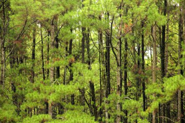 Doğal çam ağaçları 