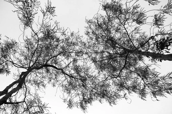 Абстрактні дерева знизу — стокове фото