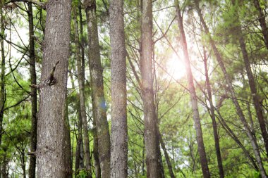 Çam ormanı üzerinde güneş ışığı