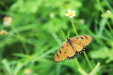 Bir otlak kelebek