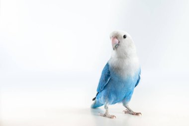 Beyaz arkaplanı olan mavi ve gri aşk kuşu