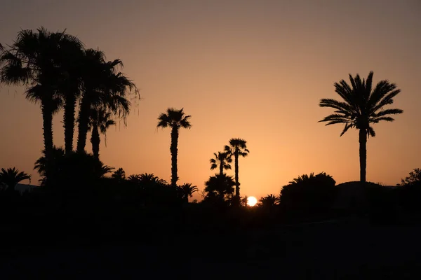 Silhouet Palmbomen Bij Zonsondergang — Stockfoto