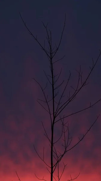 Ein Dünner Kahler Baum Die Linien Des Stammes Und Der — Stockfoto