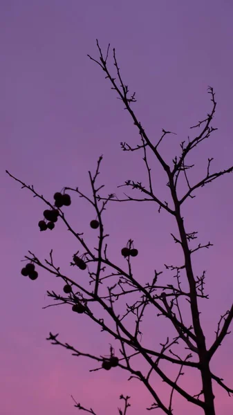 A thin bald tree, the lines of the trunk and branches of the tree, as well as the fruits of apples in the sunset photo. A colorful pink, purple, lilac sky is visible. Sunset stripes replace each other.
