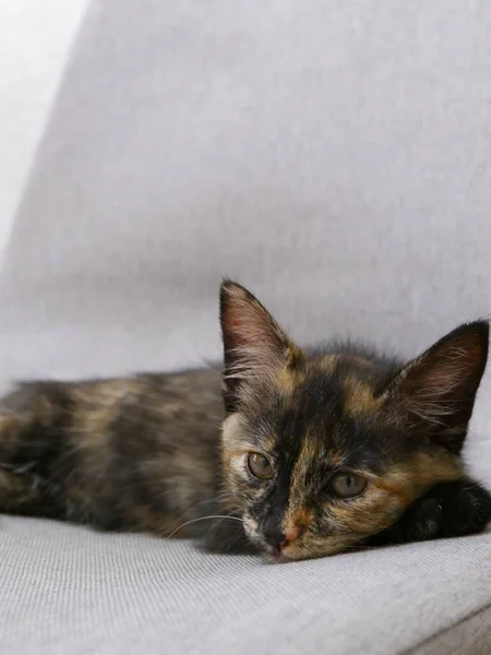 Beautiful Multi Colored Kitten Lies Its Paws Looks Camera Gray — Stock Photo, Image