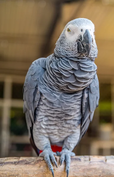 koh samui Park gri papağan
