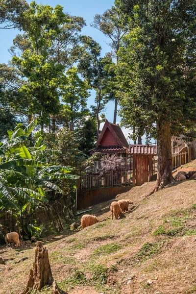  Koh samui, Tayland bahçede koyun