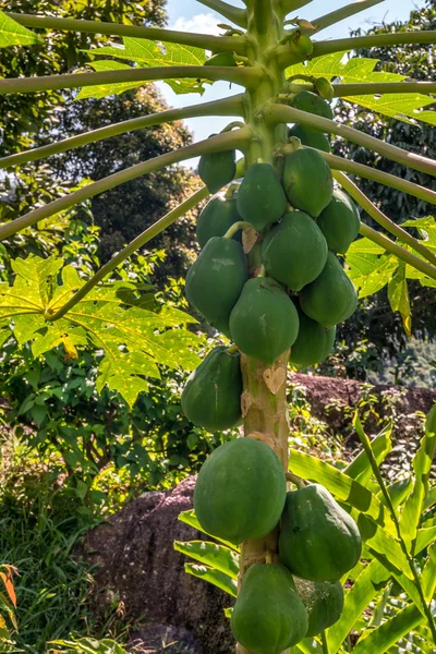 ağacında yeşil Hindistan cevizi