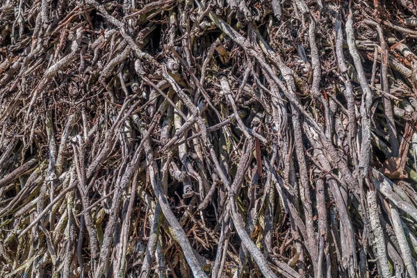 eski Ağaç kökleri