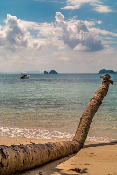 Sahilde eski palmiye ağacı