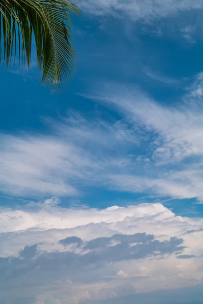 Palm ormbunksblad mot blå himmel — Stockfoto