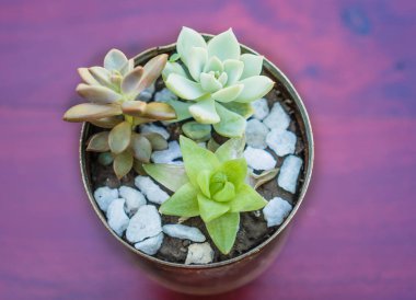 Bahçedeki ahşap bir masada sulu bitkilerle dolu bir kap.