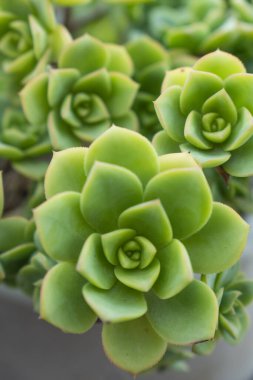 Bahçedeki ahşap bir masada sulu bitkilerle dolu bir kap.