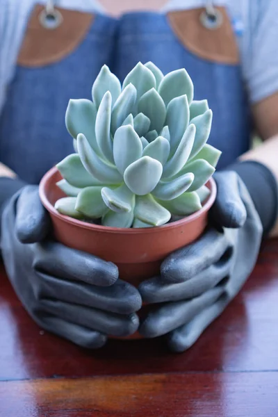 woman gardener with jean apron and black gloves holding a brown pot with a succulent type plant