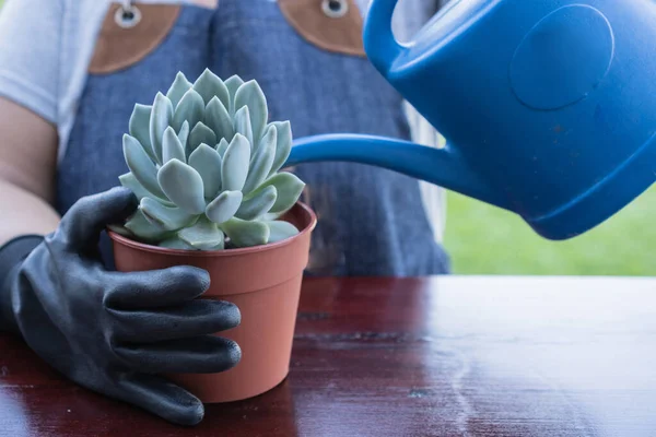 Mujer Jardinero Con Delantal Jean Guantes Negros Regando Una Planta —  Fotos de Stock