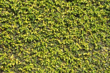 Yeşil yapraklı bitkilerin arkaplanı, doğal bir dokuyu gösteriyor, yeşil renkli..