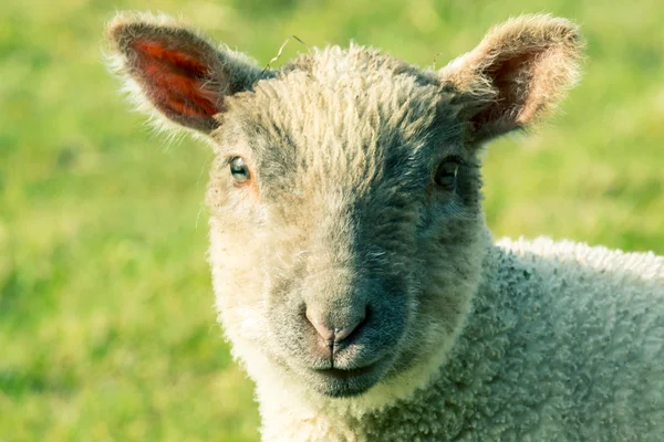 Chiudi un agnellino — Foto Stock
