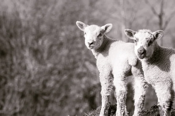 Due piccoli agnelli, sfondo sfocato — Foto Stock