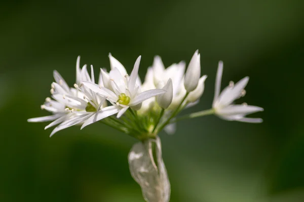 Ramsons - Allium ursinum — Stok fotoğraf